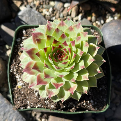 DesertScapeSucculent Succulent 4 Inch Assorted Sempervivum Calcareum 'Nigricans'