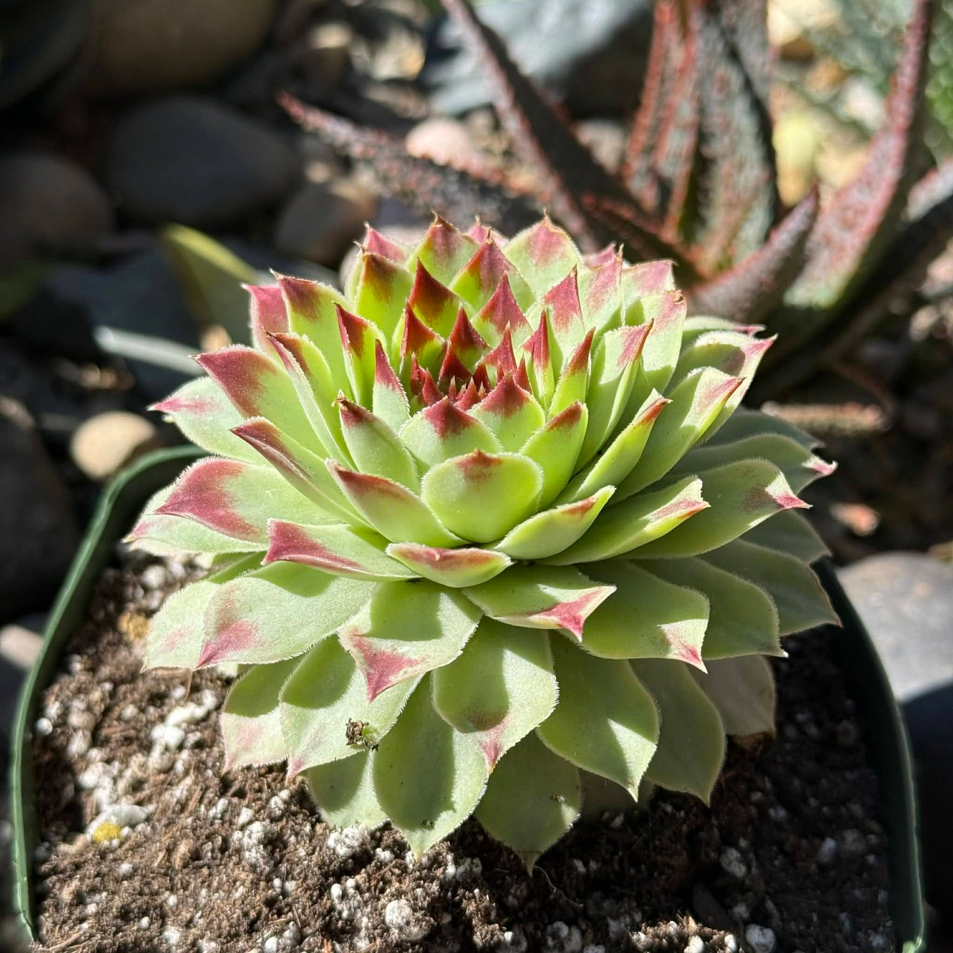 DesertScapeSucculent Succulent 4 Inch Assorted Sempervivum Calcareum 'Nigricans'