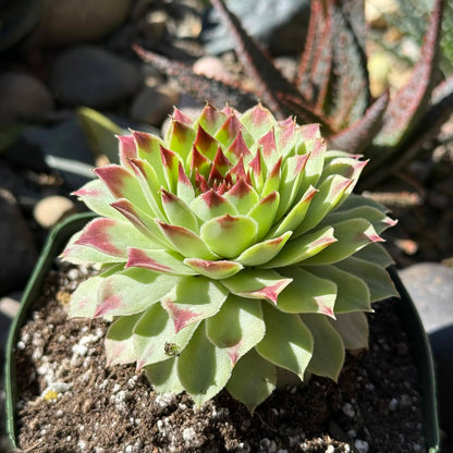 DesertScapeSucculent Succulent 4 Inch Assorted Sempervivum Calcareum 'Nigricans'