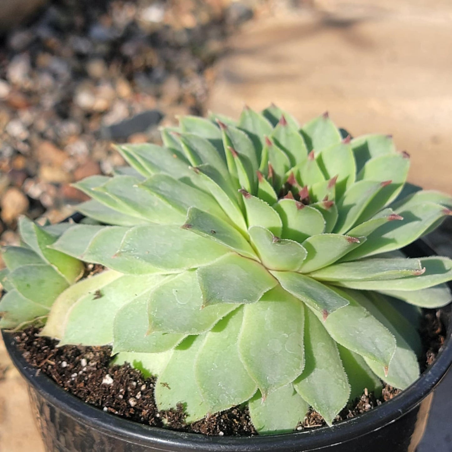 Sempervivum Calcareum 'Nigricans'