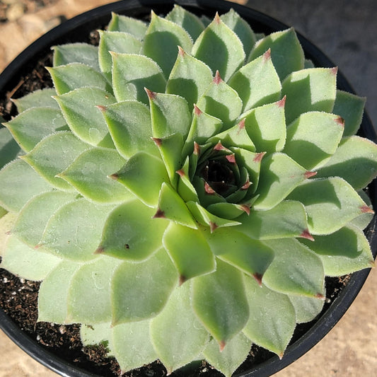 Sempervivum Calcareum 'Nigricans'