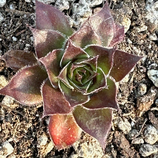 Sempervivum 'Crimson Crush'