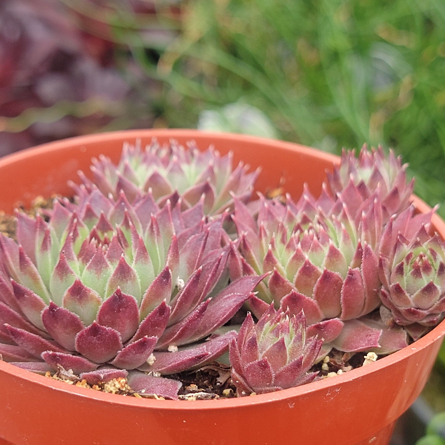 Sempervivum 'Glowing Embers'