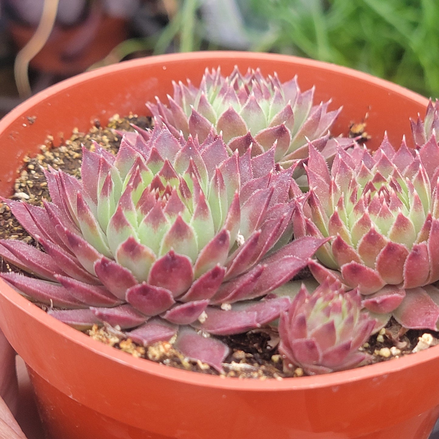 Sempervivum 'Glowing Embers'