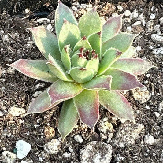 Sempervivum 'Greenii'