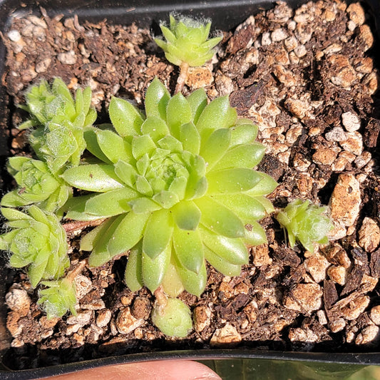 Sempervivum 'Boules poilues'