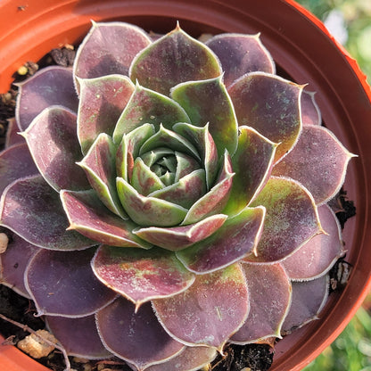 DesertScapeSucculent Succulent 4" Assorted Sempervivum heuffelii 'Alcmene'