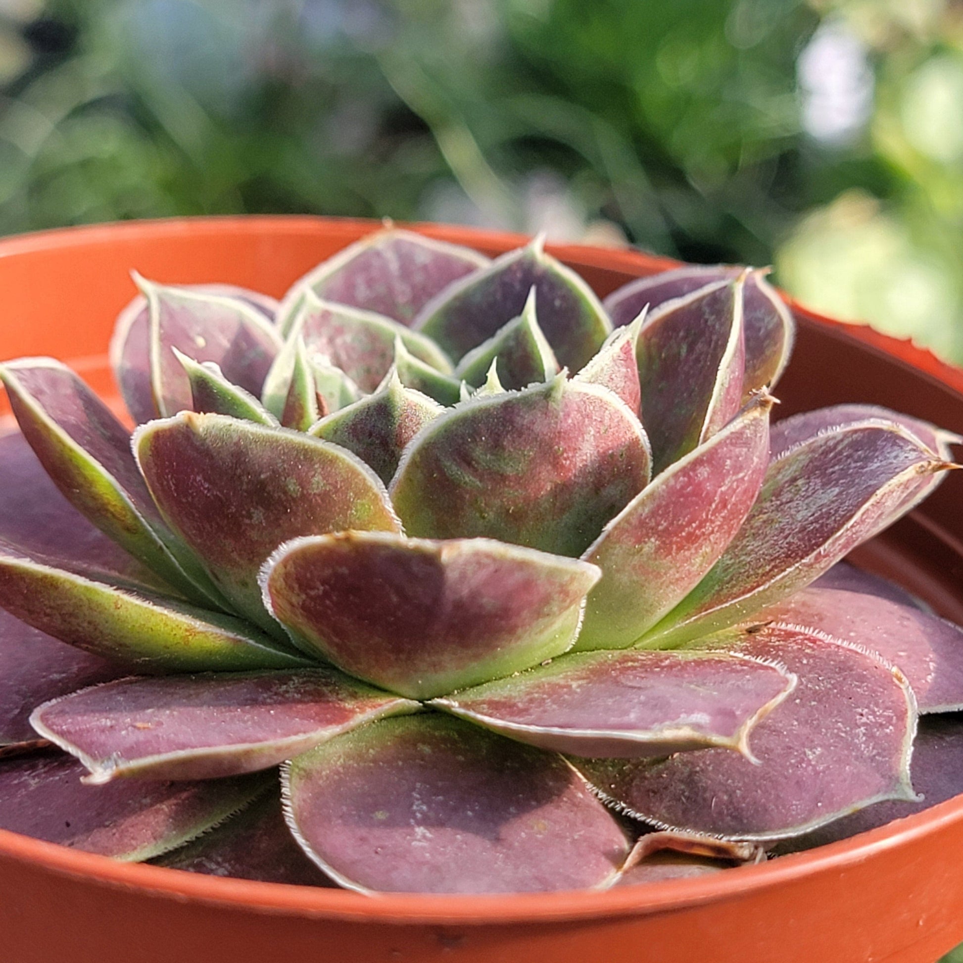 DesertScapeSucculent Succulent 4" Assorted Sempervivum heuffelii 'Alcmene'