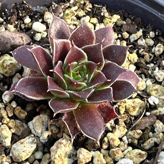 Sempervivum heuffelii arruda