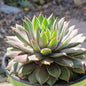 Sempervivum 'Kalinda' - 4 Inch Assorted - Succulent - DesertScapeSucculent