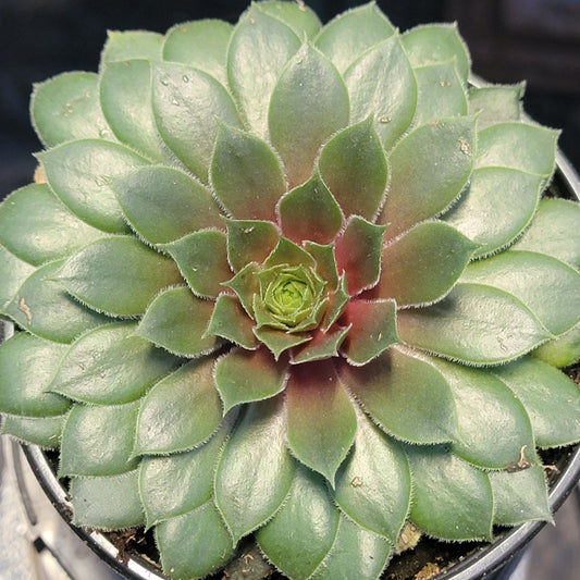 Sempervivum 'Kalinda'