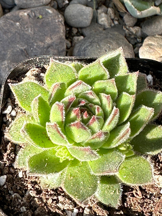 Sempervivum kosaninii