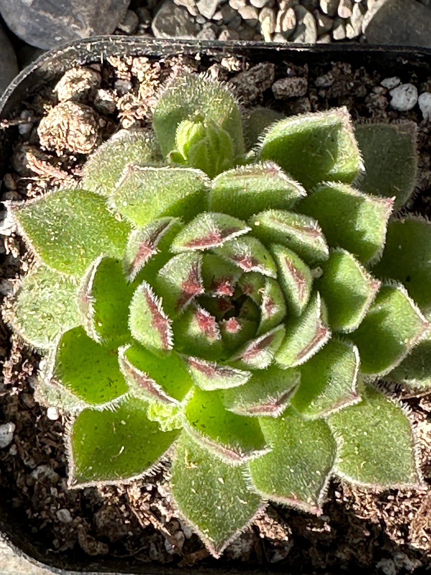 Sempervivum kosaninii