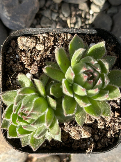 Sempervivum kosaninii