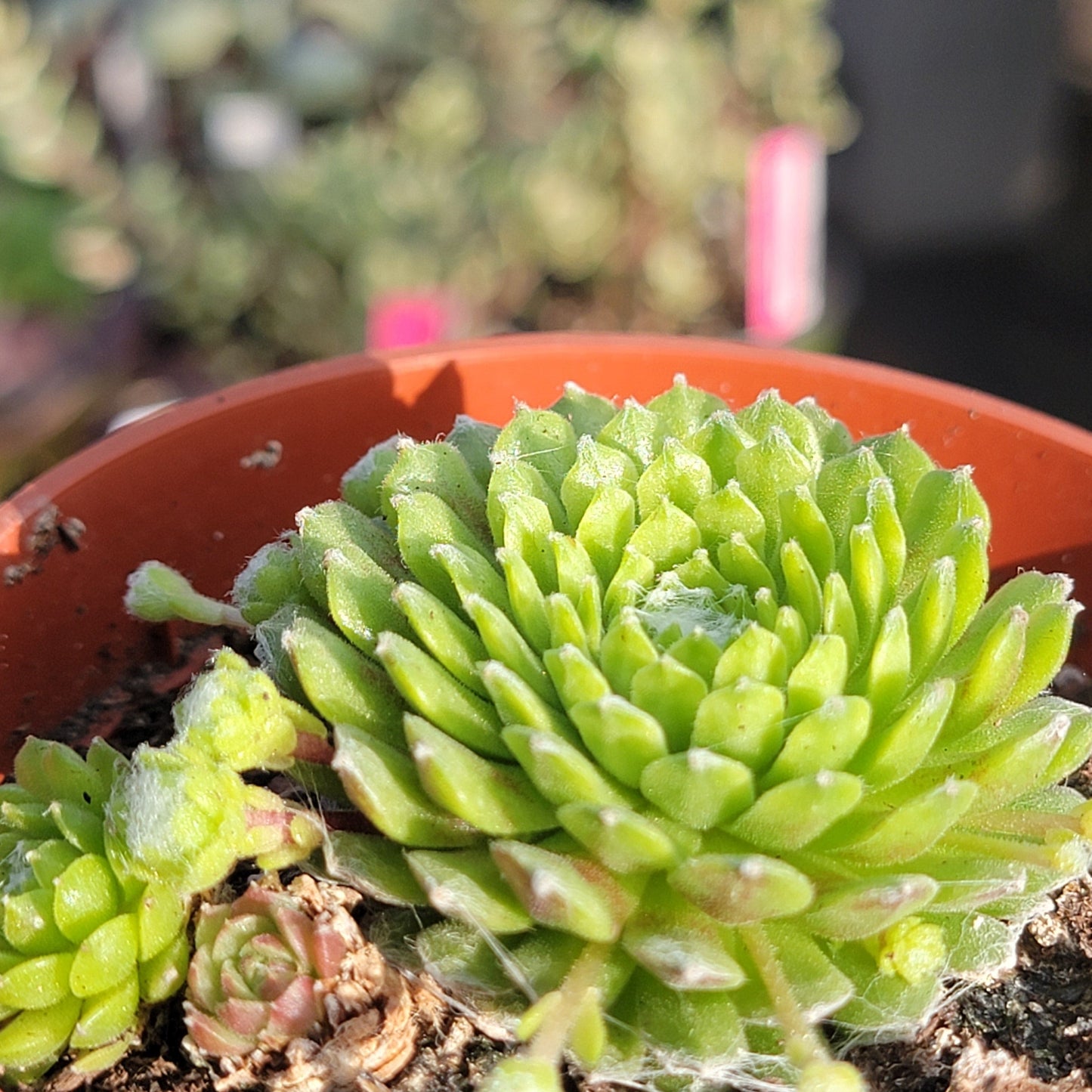 Sempervivum 'Lemon Babies'