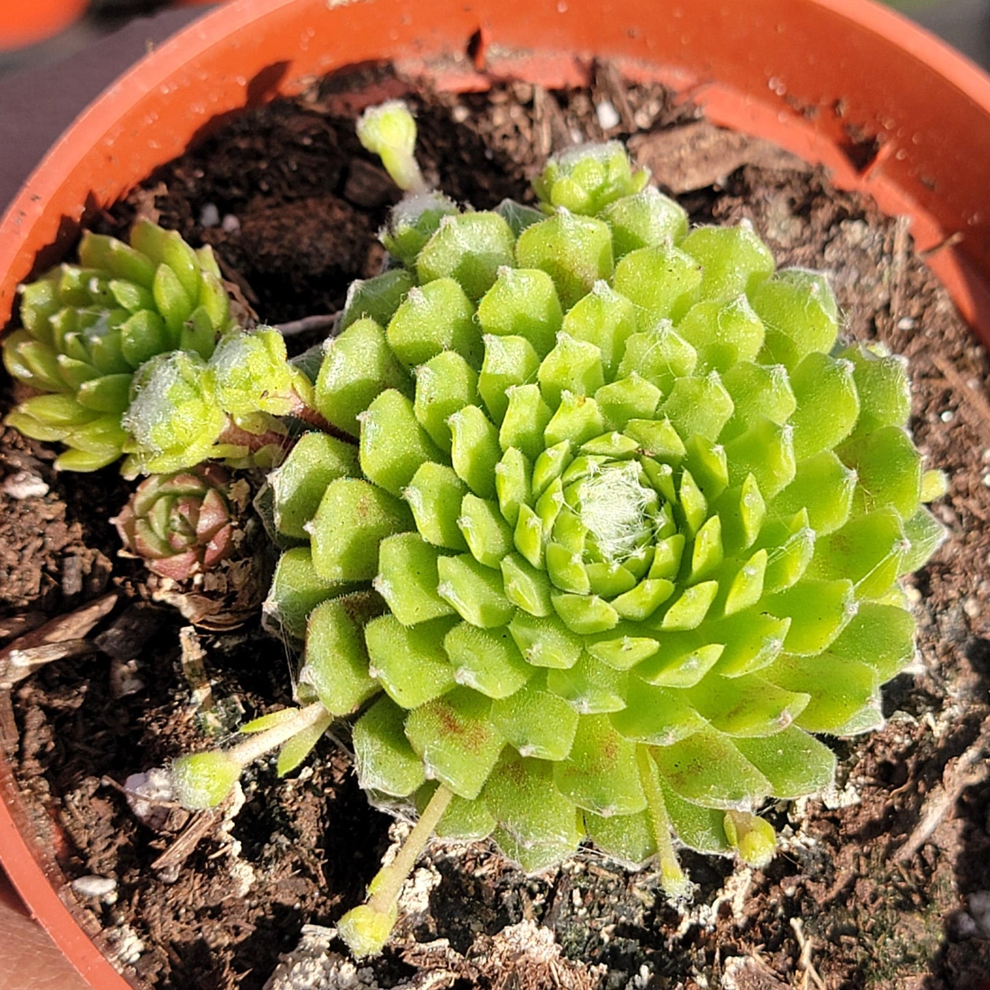 Sempervivum 'Lemon Babies'