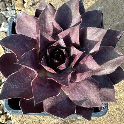 DesertScapeSucculent Succulent 4" Assorted Sempervivum 'Onyx'