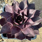 Sempervivum 'Onyx' - 4 Inch Assorted - Succulent - DesertScapeSucculent