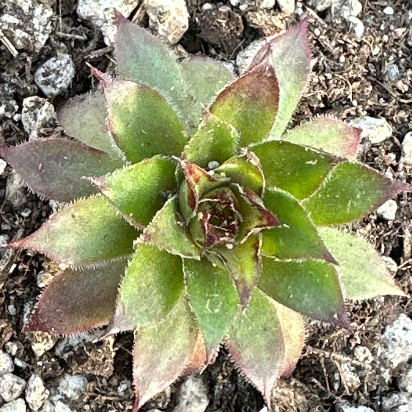 Sempervivum 'Pineapple Paradise'