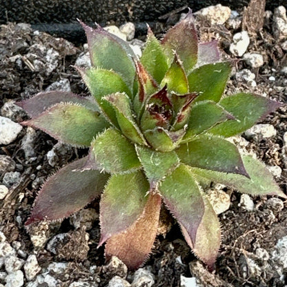 Sempervivum 'Pineapple Paradise'