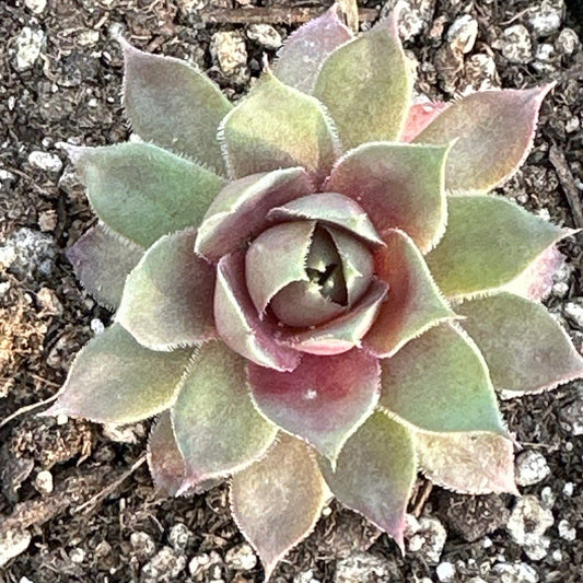 Sempervivum 'Pink Lotus'