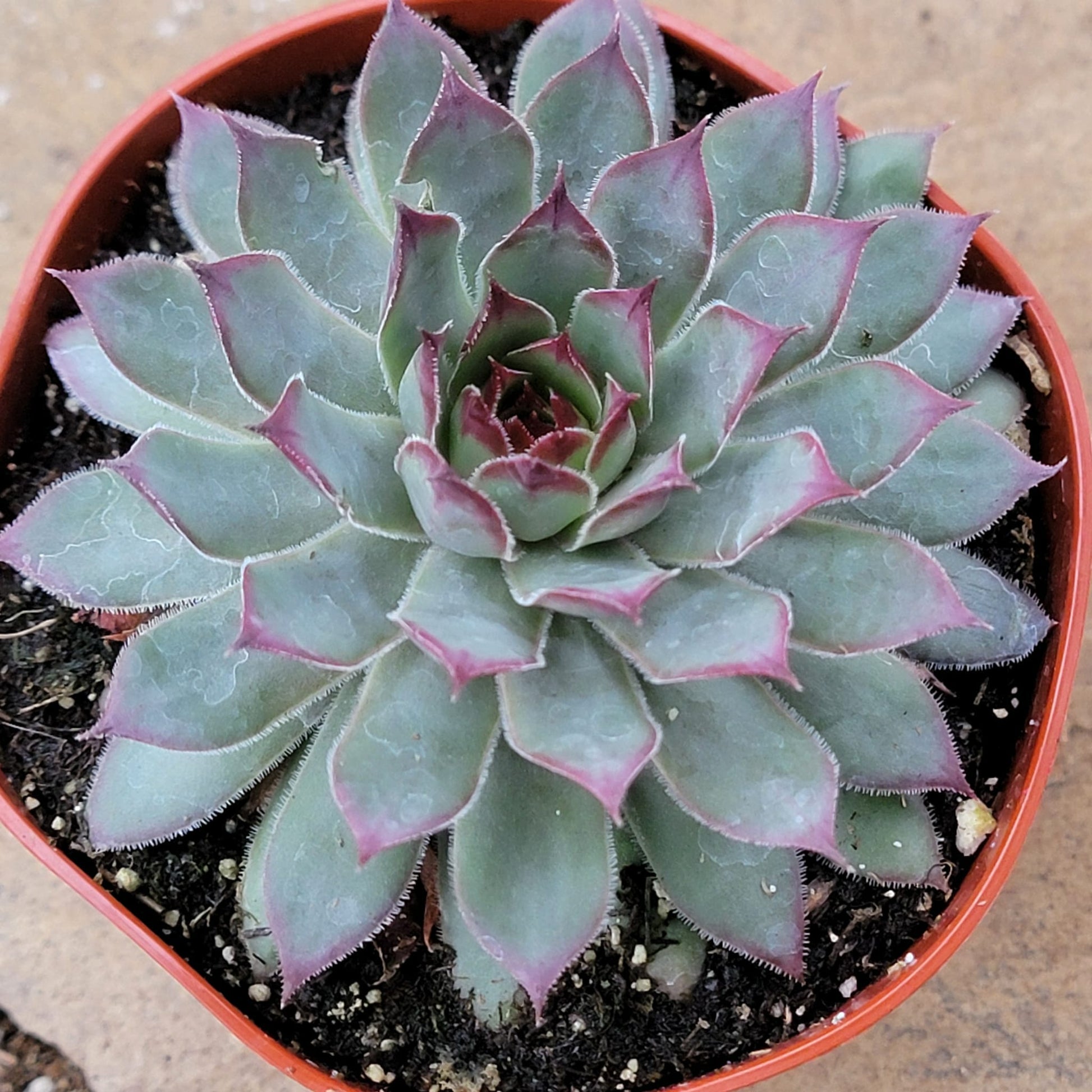 Sempervivum 'Red Beauty' - 4 Inch Assorted - Succulent - DesertScapeSucculent