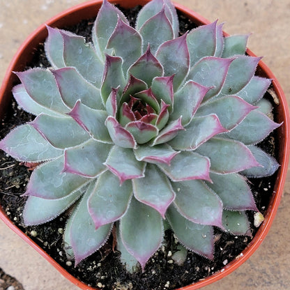 Sempervivum 'Red Beauty' - 4 Inch Assorted - Succulent - DesertScapeSucculent