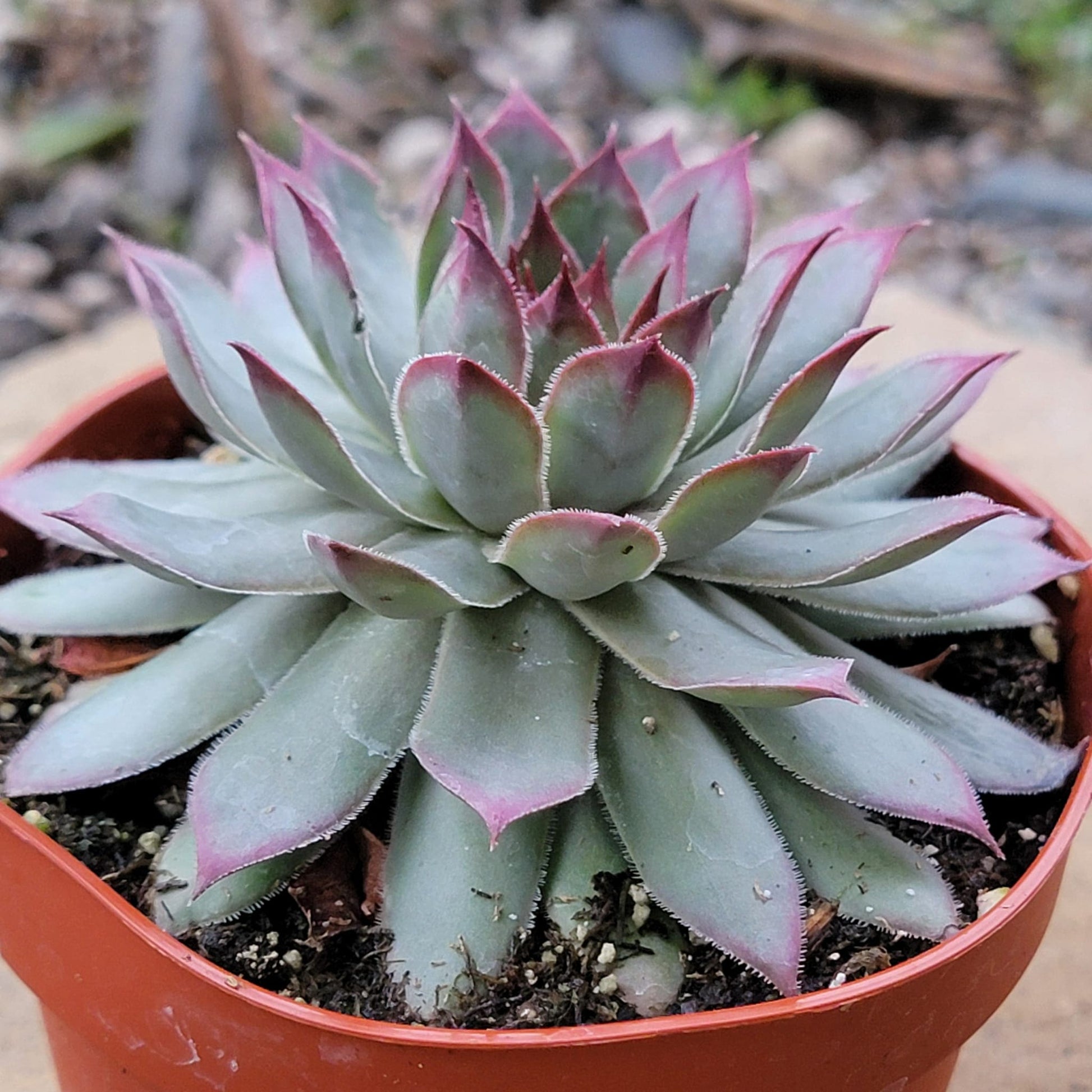 succulent sempervivum Sempervivum 'Red Beauty'