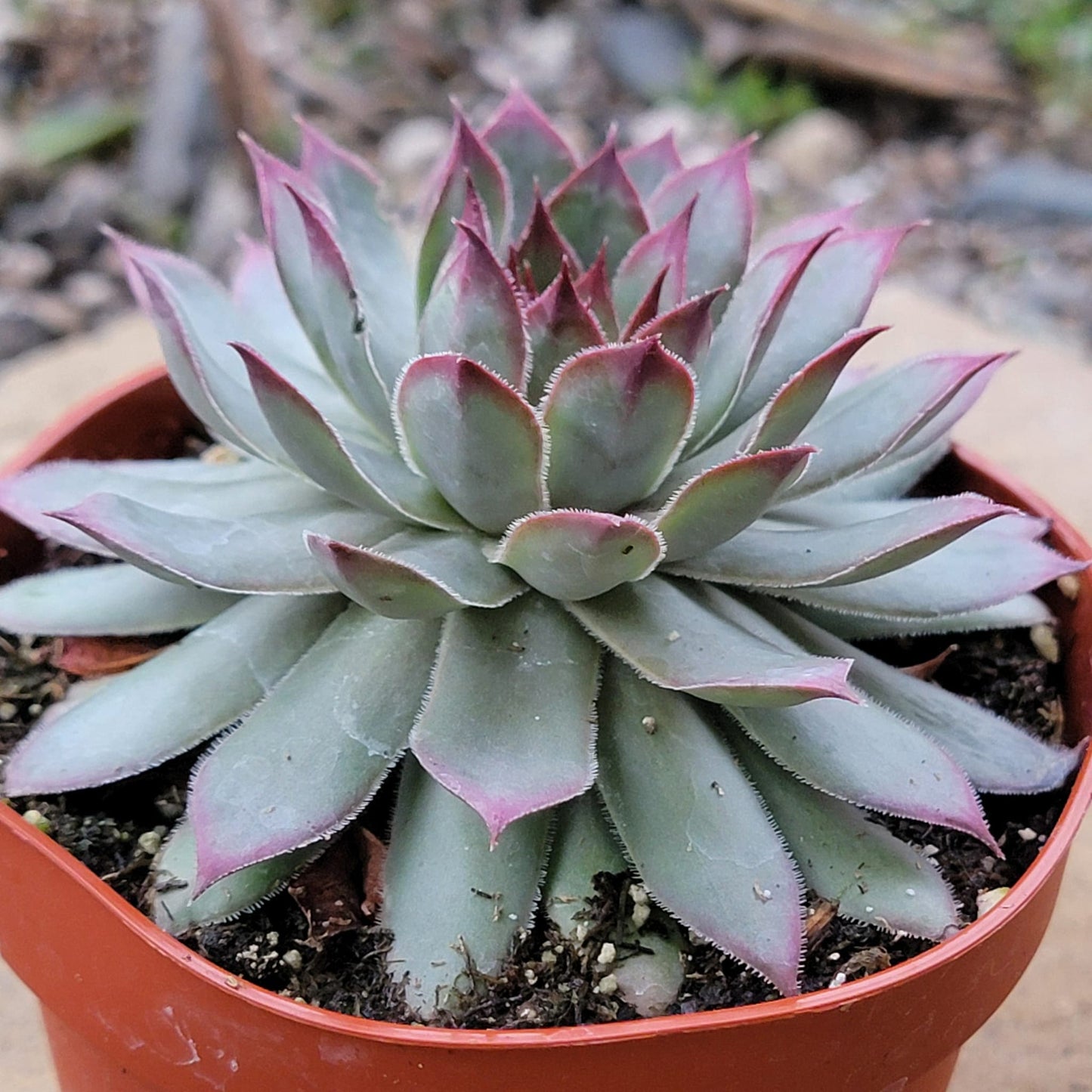 Sempervivum 'Red Beauty' - 4 Inch Assorted - Succulent - DesertScapeSucculent