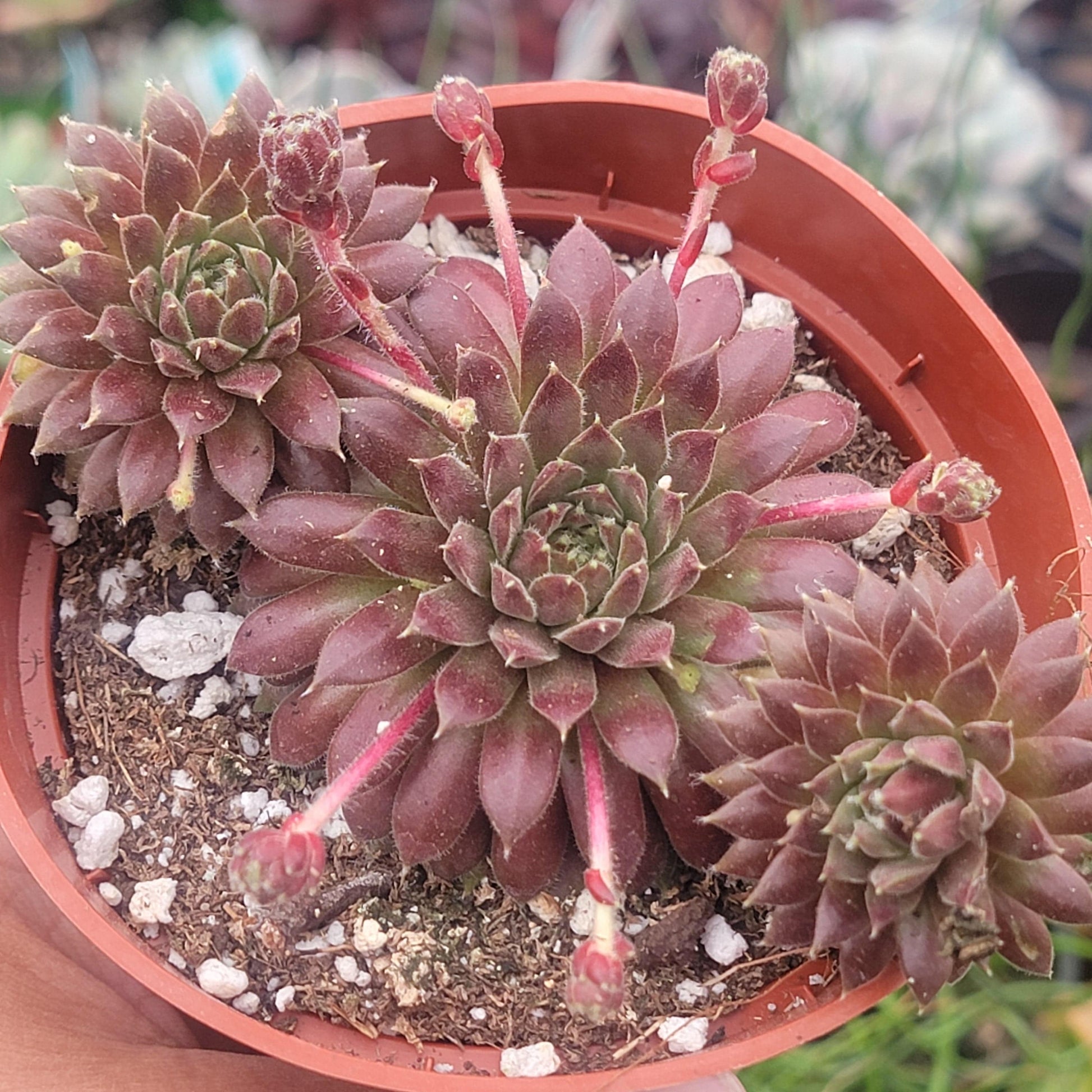Sempervivum 'Red Beauty' - 4 Inch Assorted Clusters - Succulent - DesertScapeSucculent