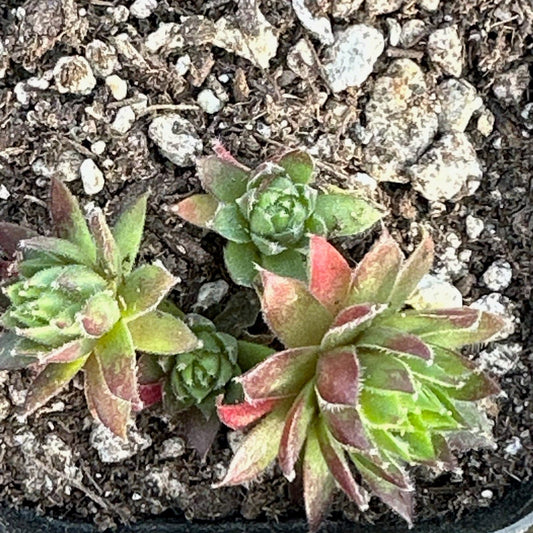 Sempervivum 'Sea Foam'