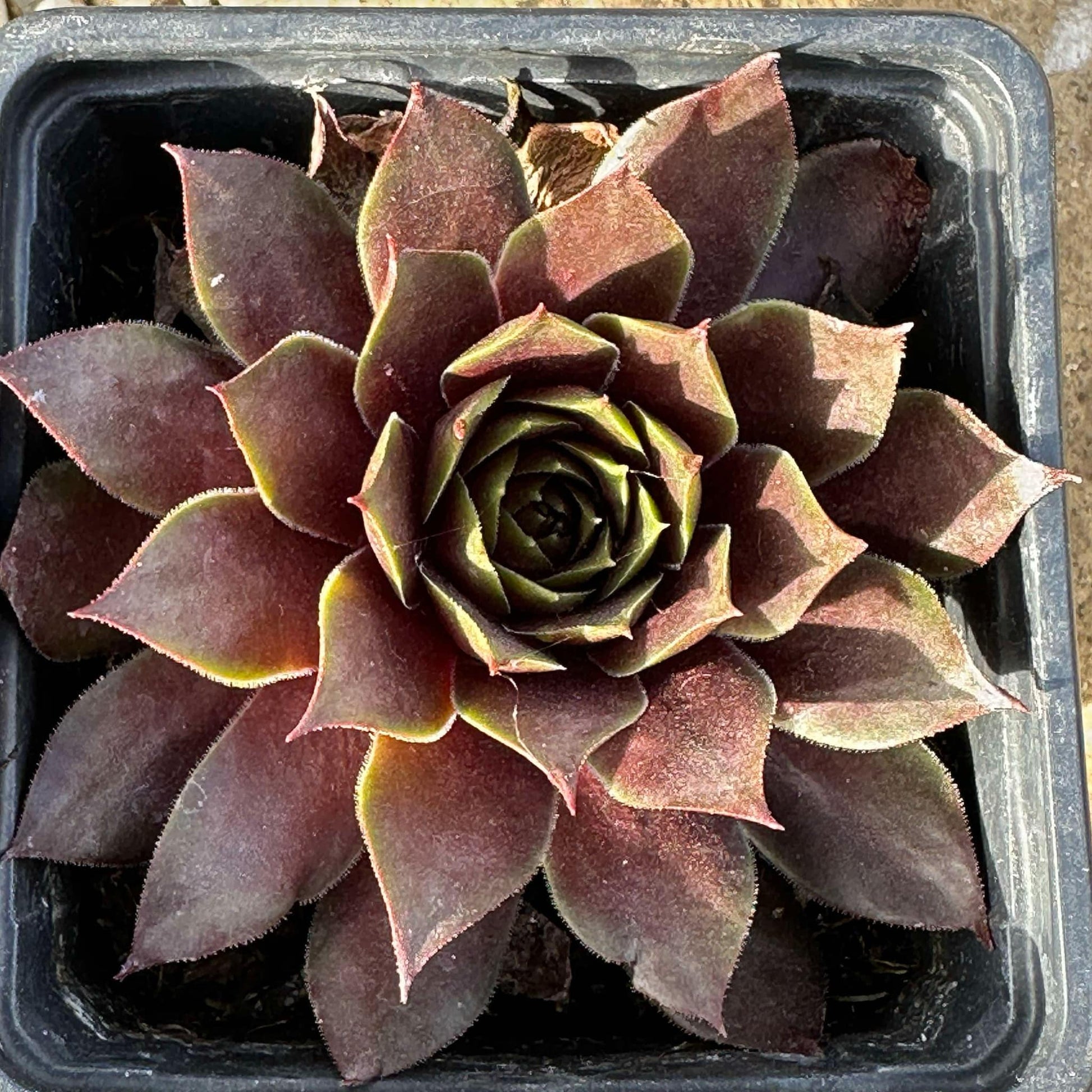 DesertScapeSucculent Succulent 4" Assorted Sempervivum SUPERSEMPS® 'Ruby'