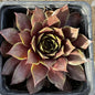 Sempervivum SUPERSEMPS® 'Ruby' - 4 Inch Assorted - Succulent - DesertScapeSucculent