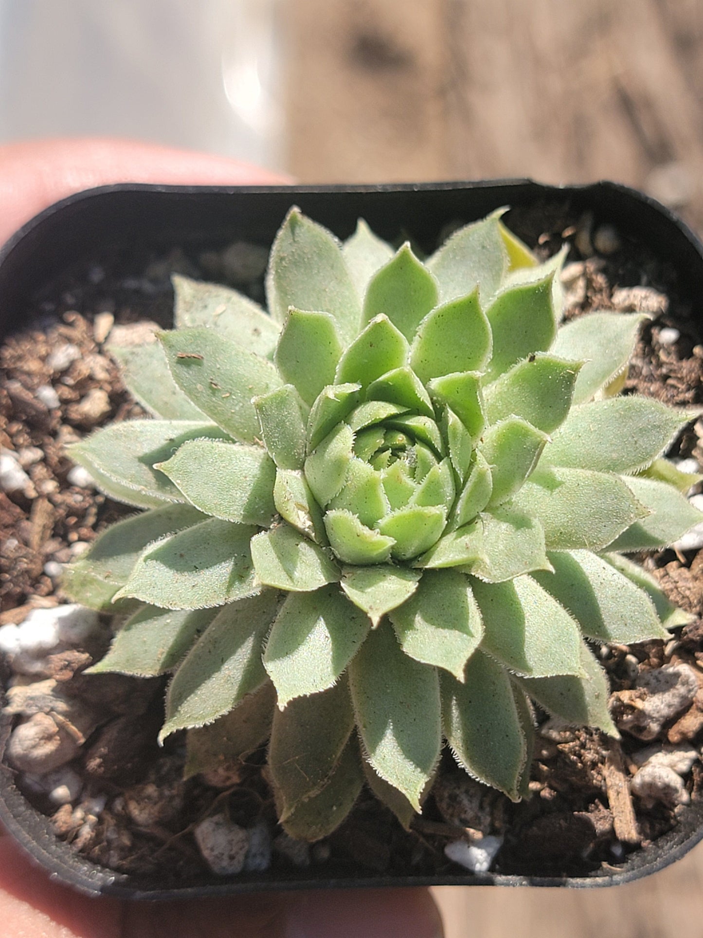 Sempervivum tectorum 'Royanum'