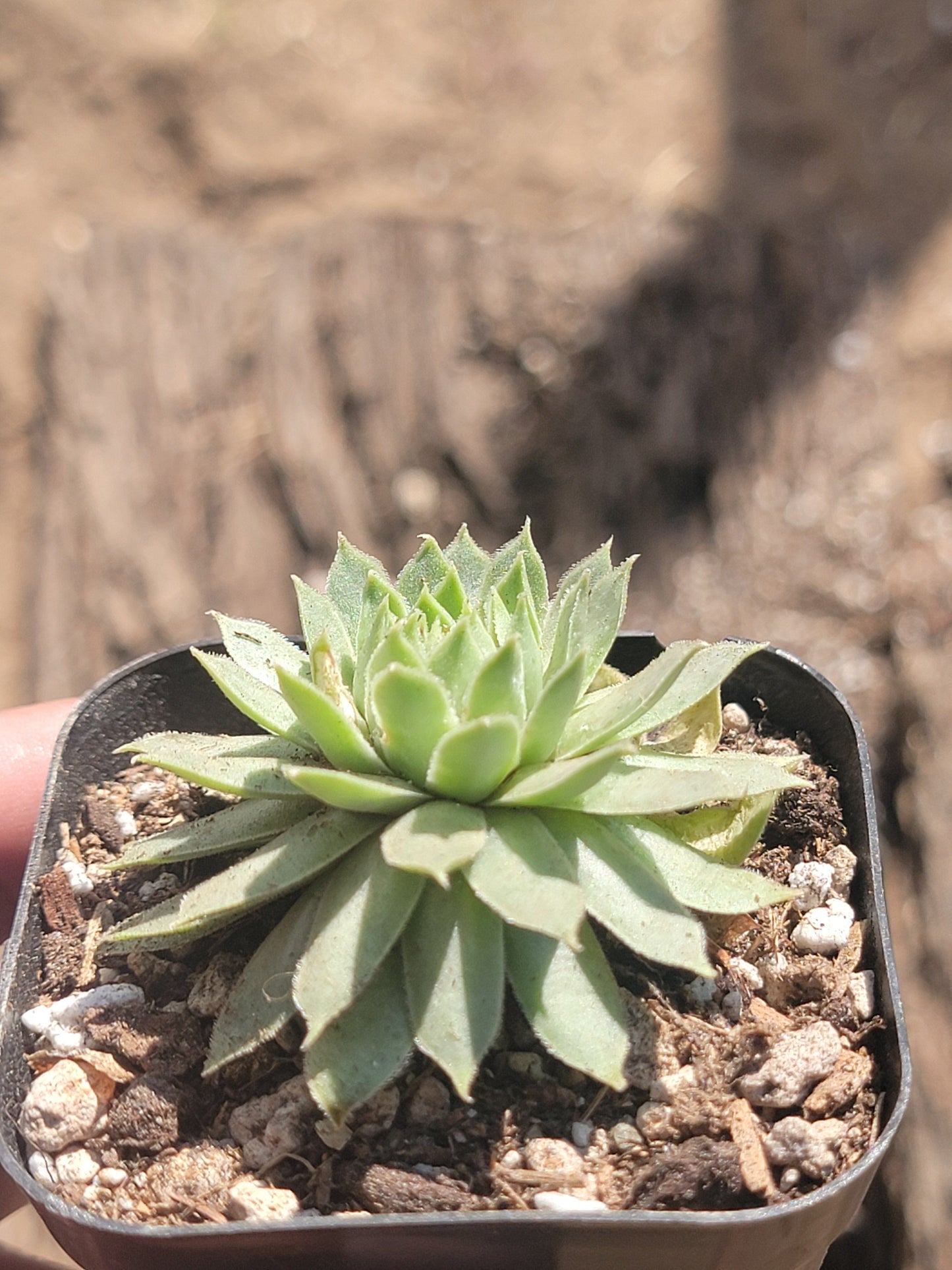 Sempervivum tectorum 'Royanum'