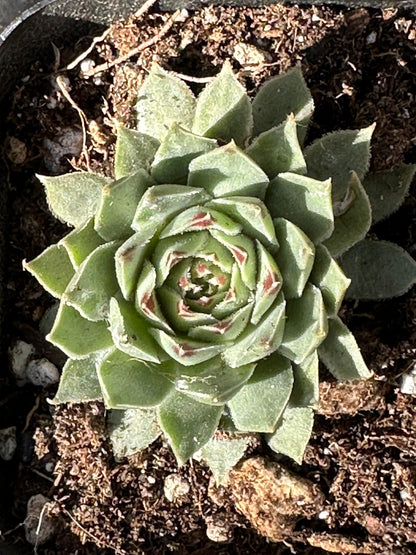 Sempervivum tectorum 'Royanum'