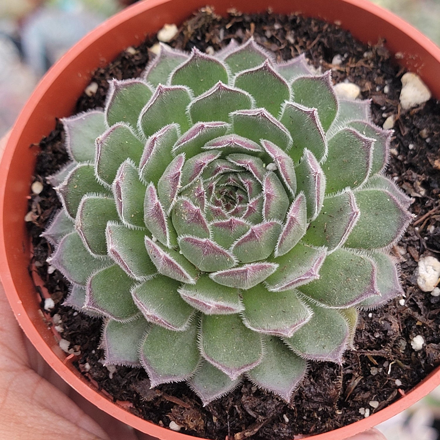 DesertScapeSucculent Succulent Sempervivum 'Titania'