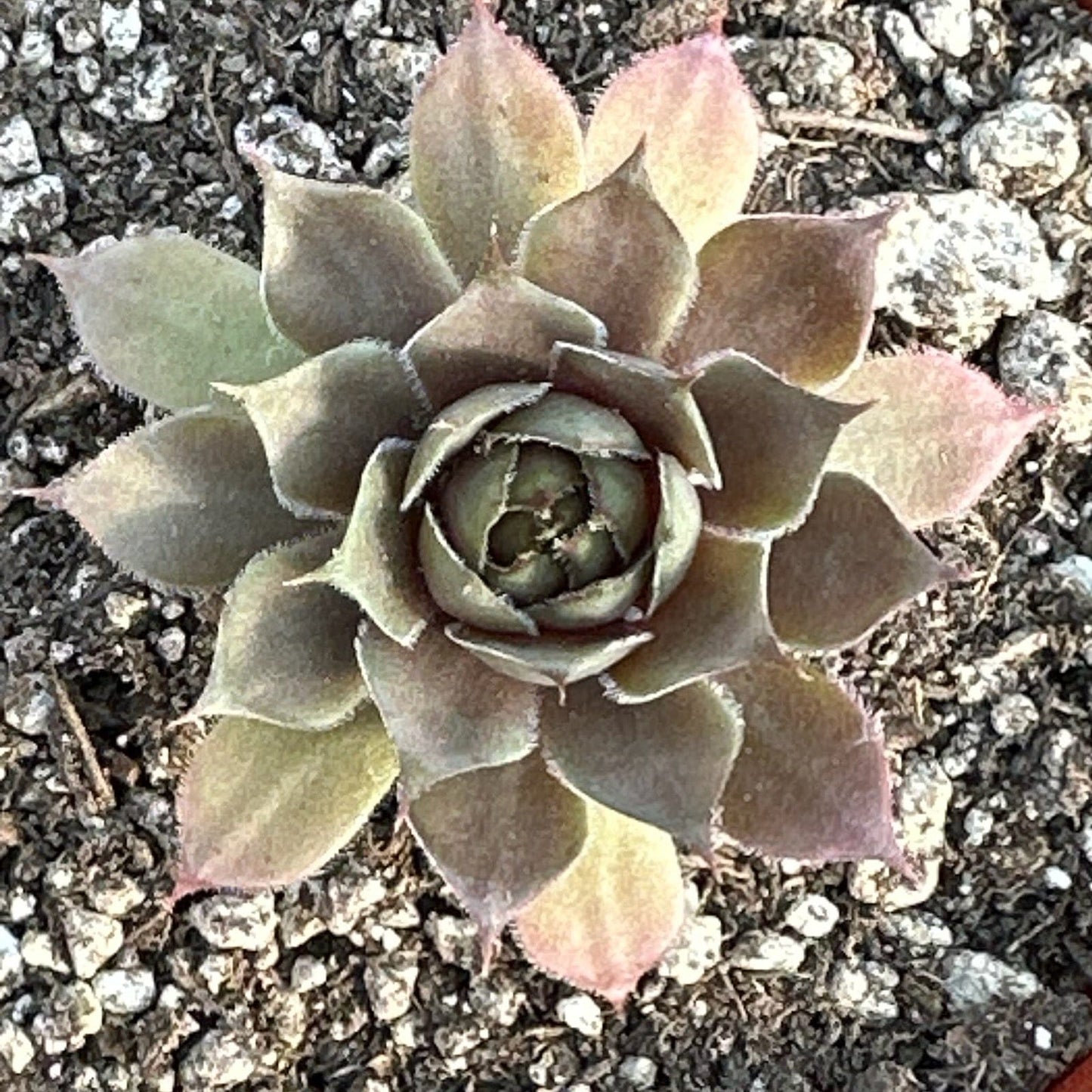 Sempervivum 'Watermelon Rind'