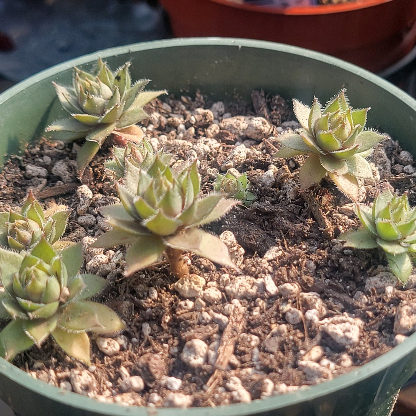 Sempervivum 'Watermelon Rind'