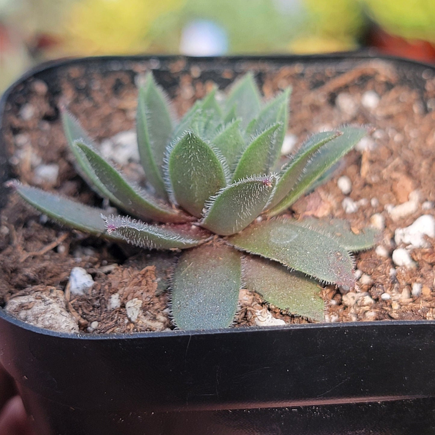 Sempervivum 'Watermelon Rind'