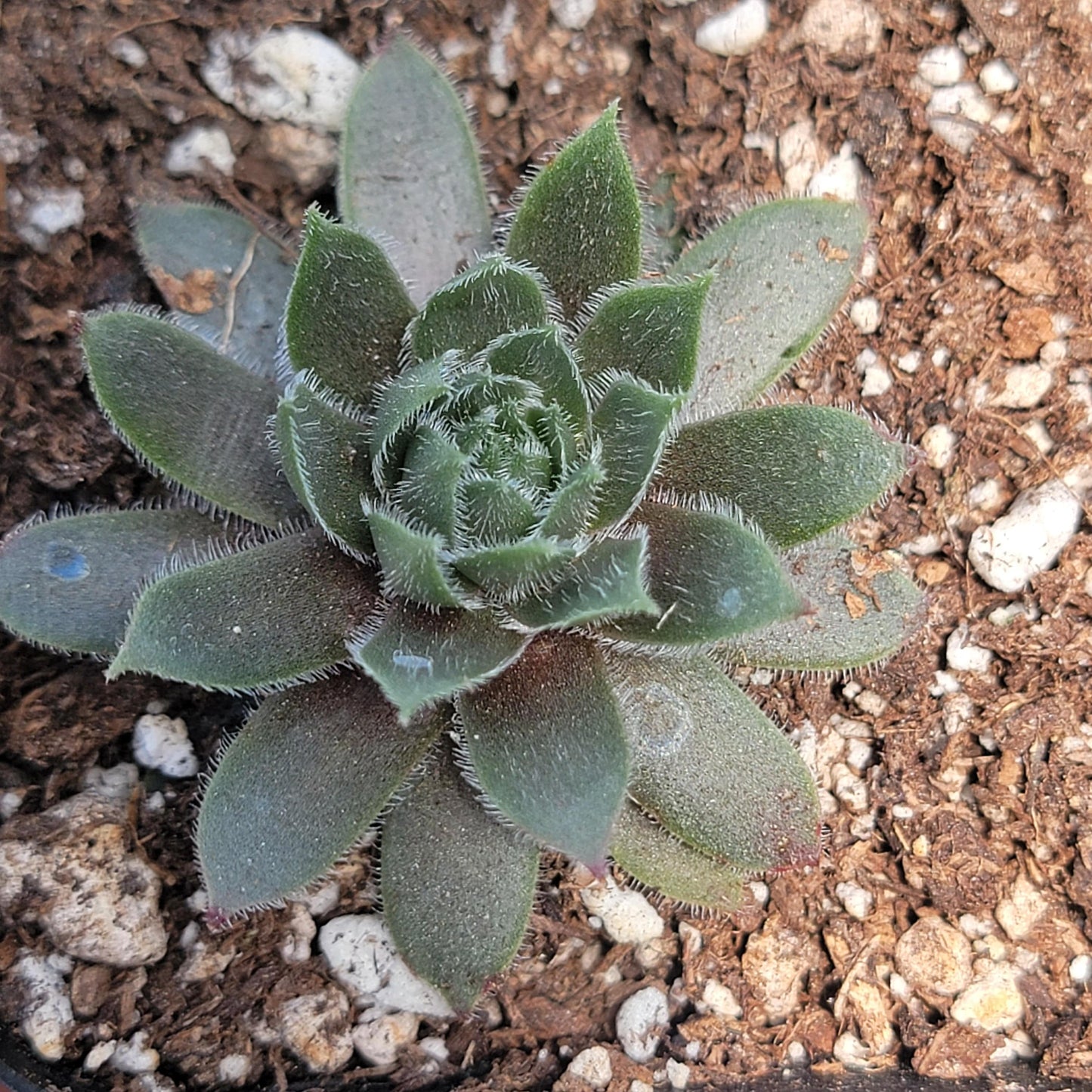 Sempervivum 'Watermelon Rind'