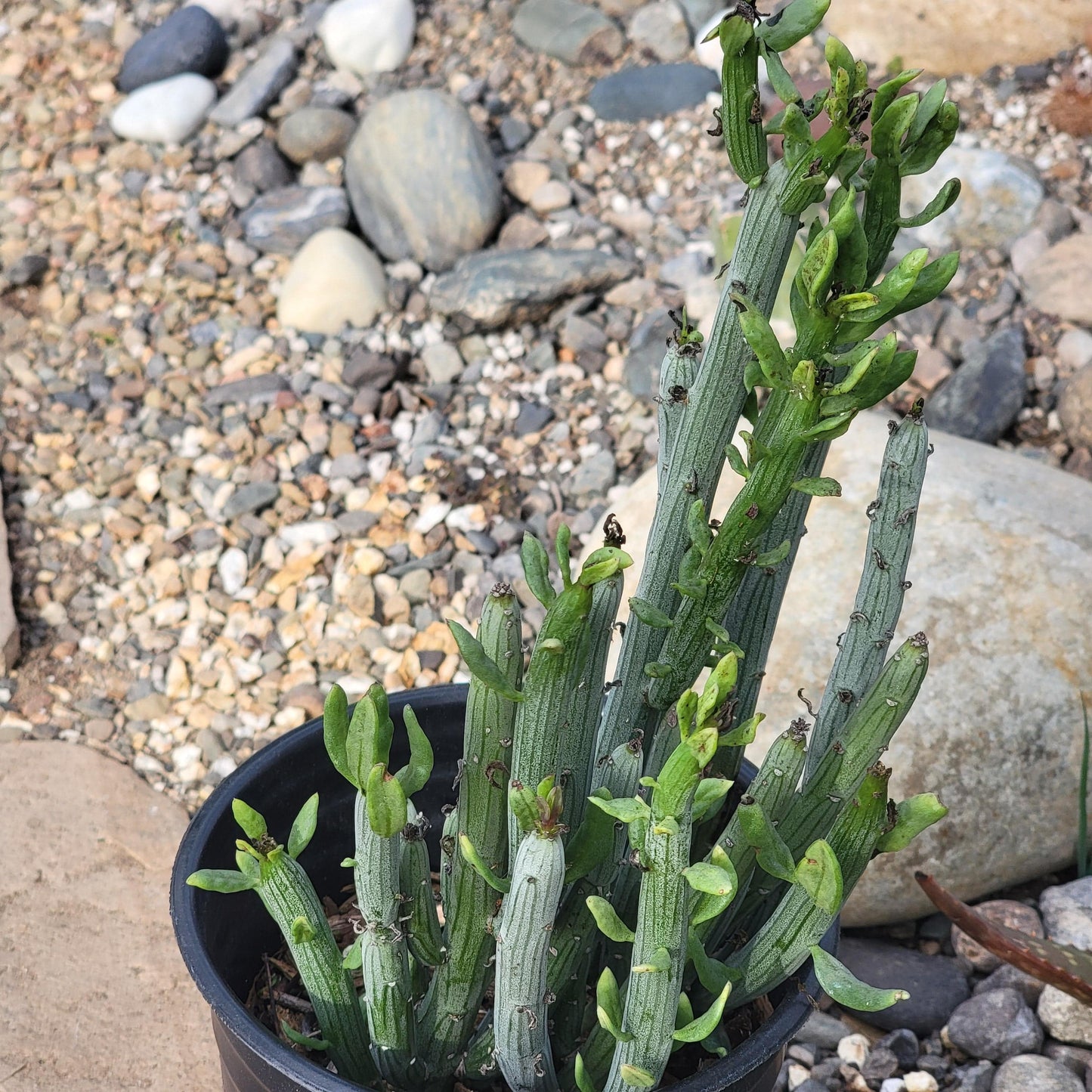stick looking succulent Senecio anteuphorbium 'Swizzle Sticks' – DesertScapeSucculent