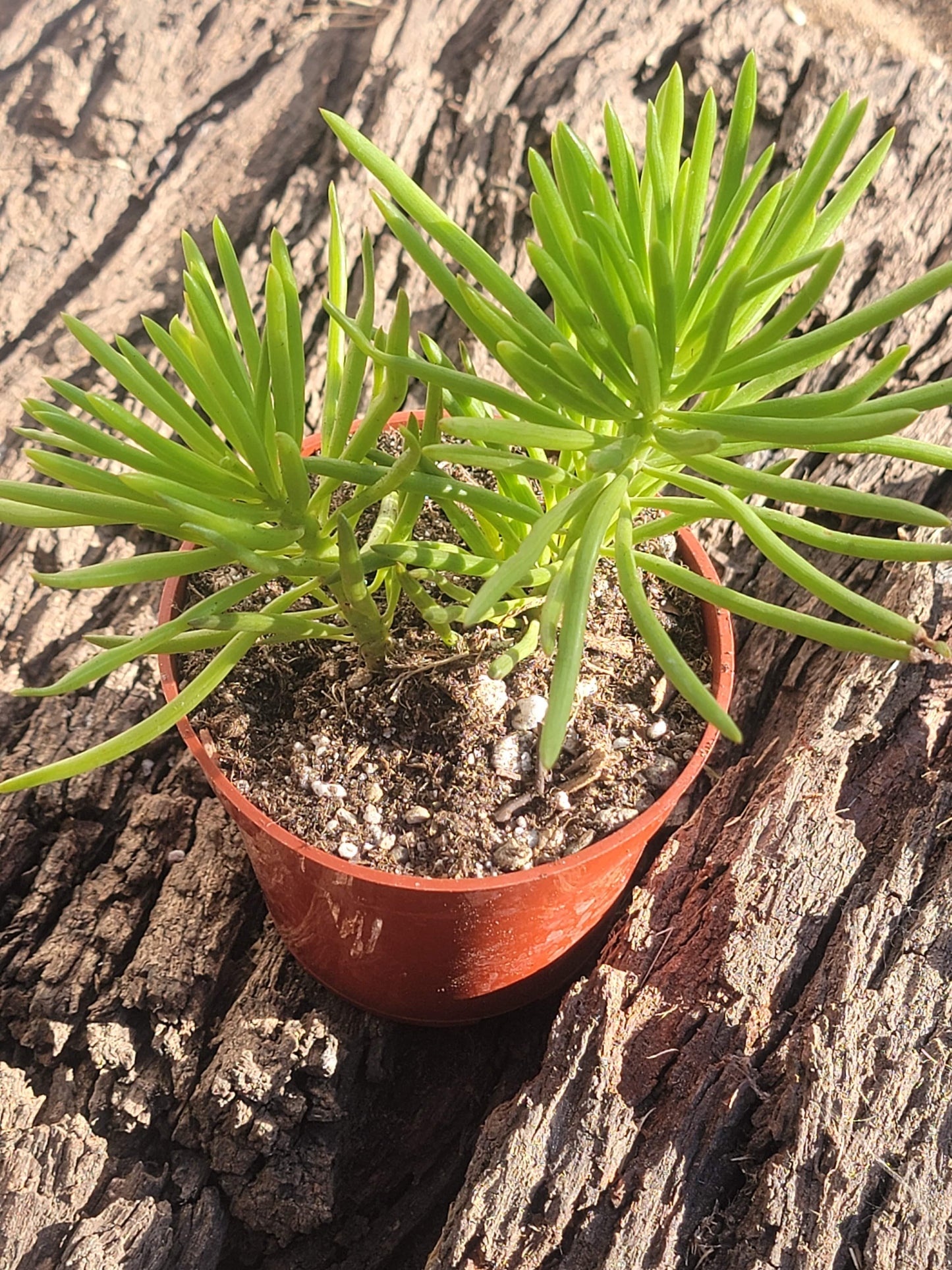 Senecio barbertonicus 'Succulent Bush Senecio'