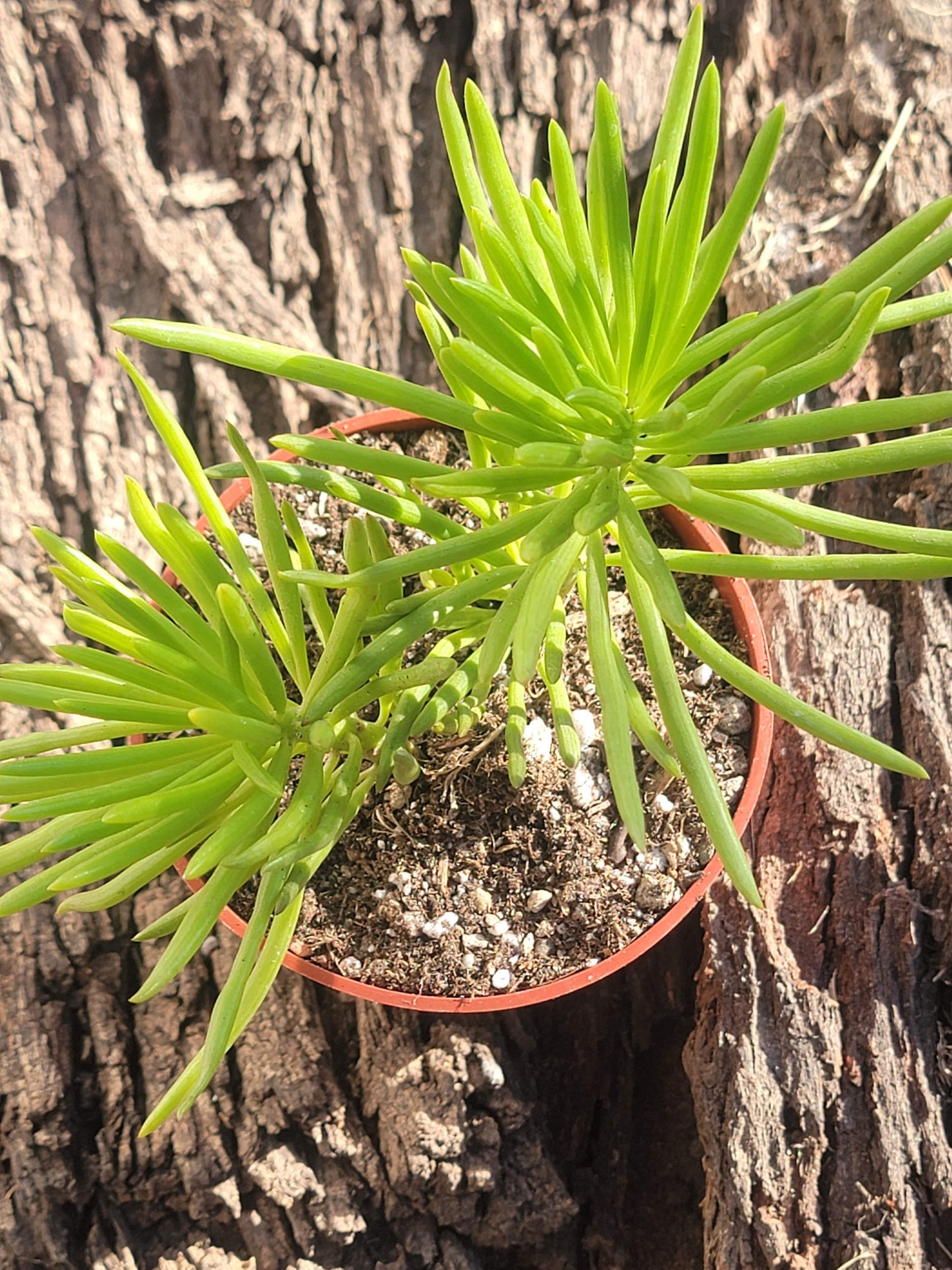 Senecio barbertonicus 'Succulent Bush Senecio'