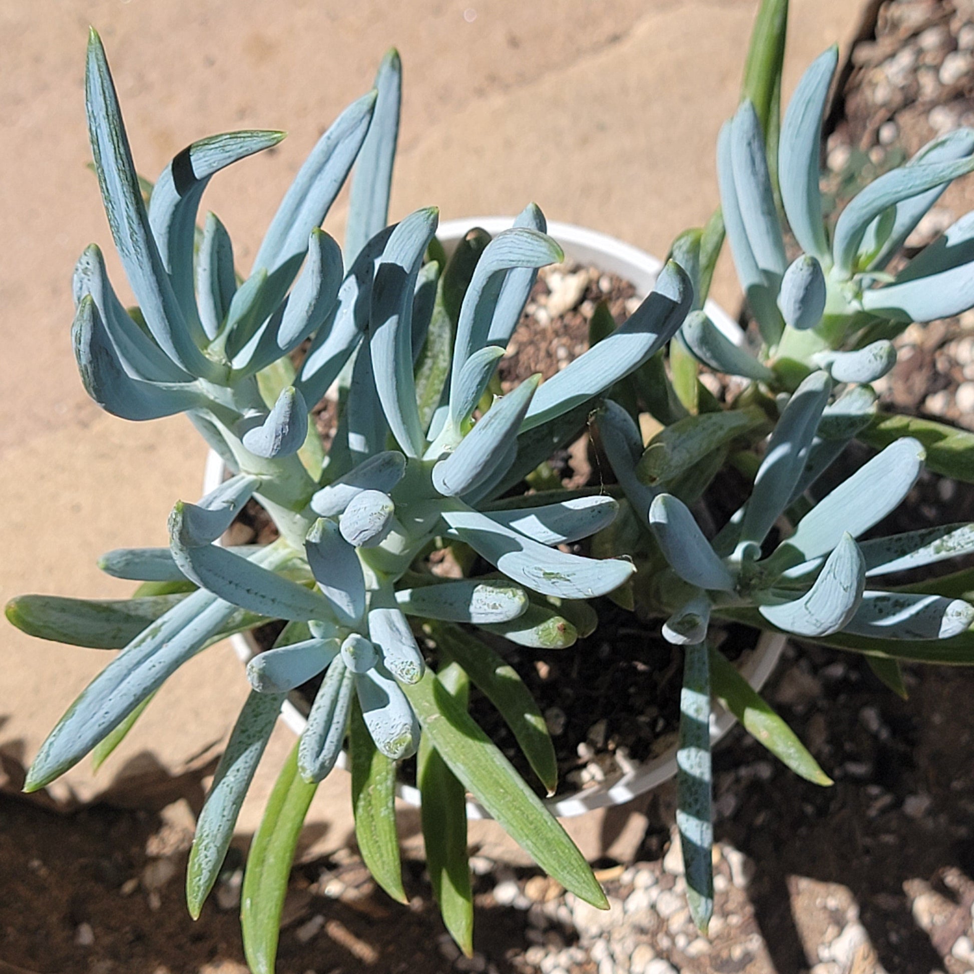 blue stick succulent Senecio "Blue Chalk Sticks"
