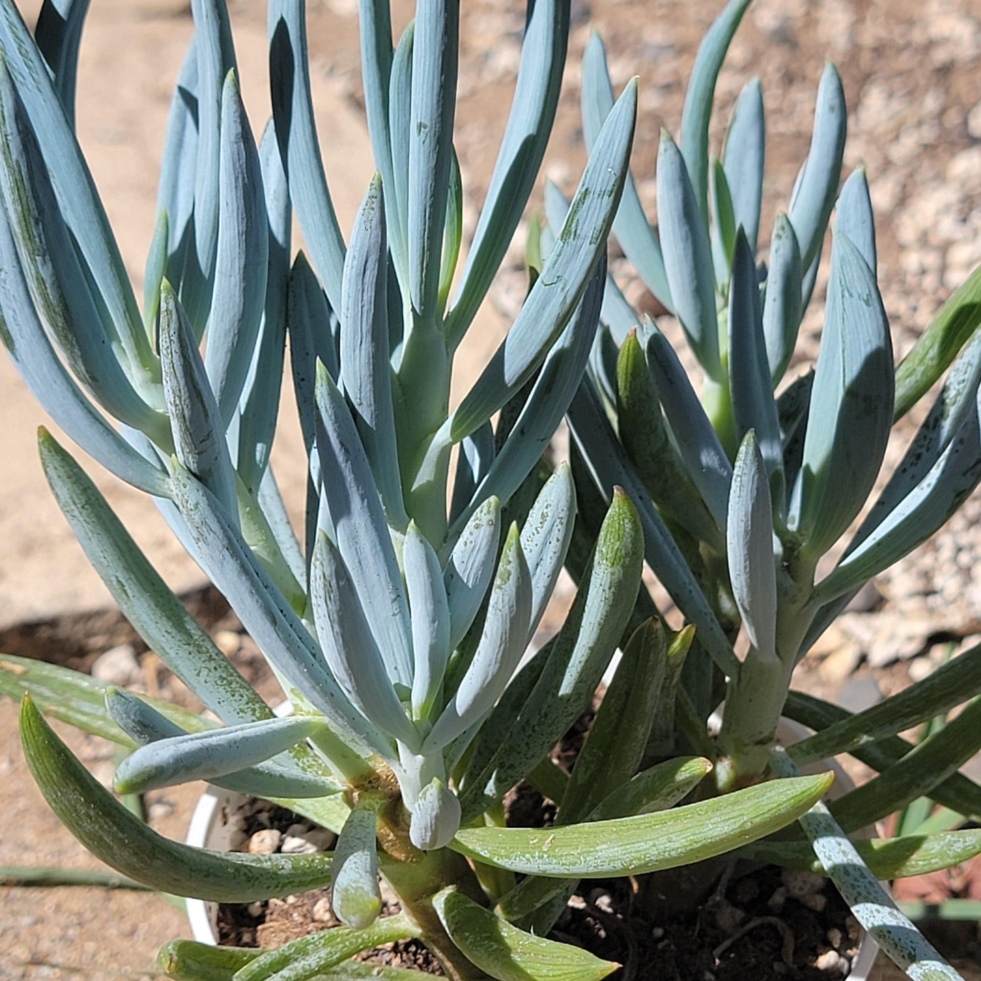 blue chalk succulent Senecio "Blue Chalk Sticks"