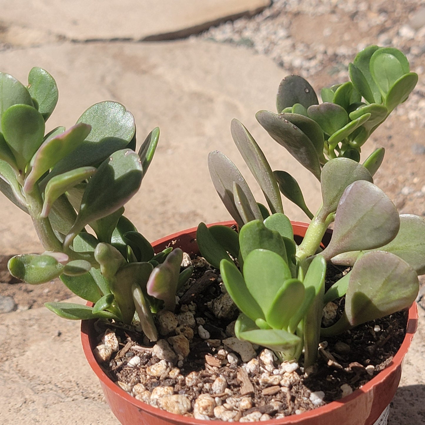 Senecio Crassissimus 'Senecio de hoja vertical'