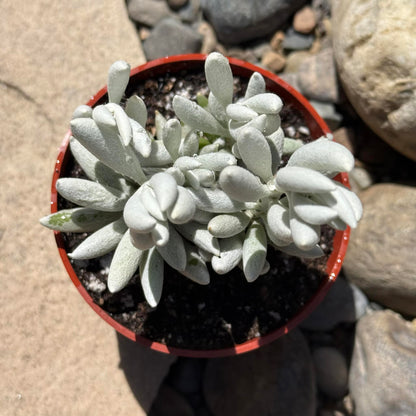 DesertScapeSucculent Succulent 4 Inch Senecio haworthii 'Cocoon Plant' 'Woolly Senecio'