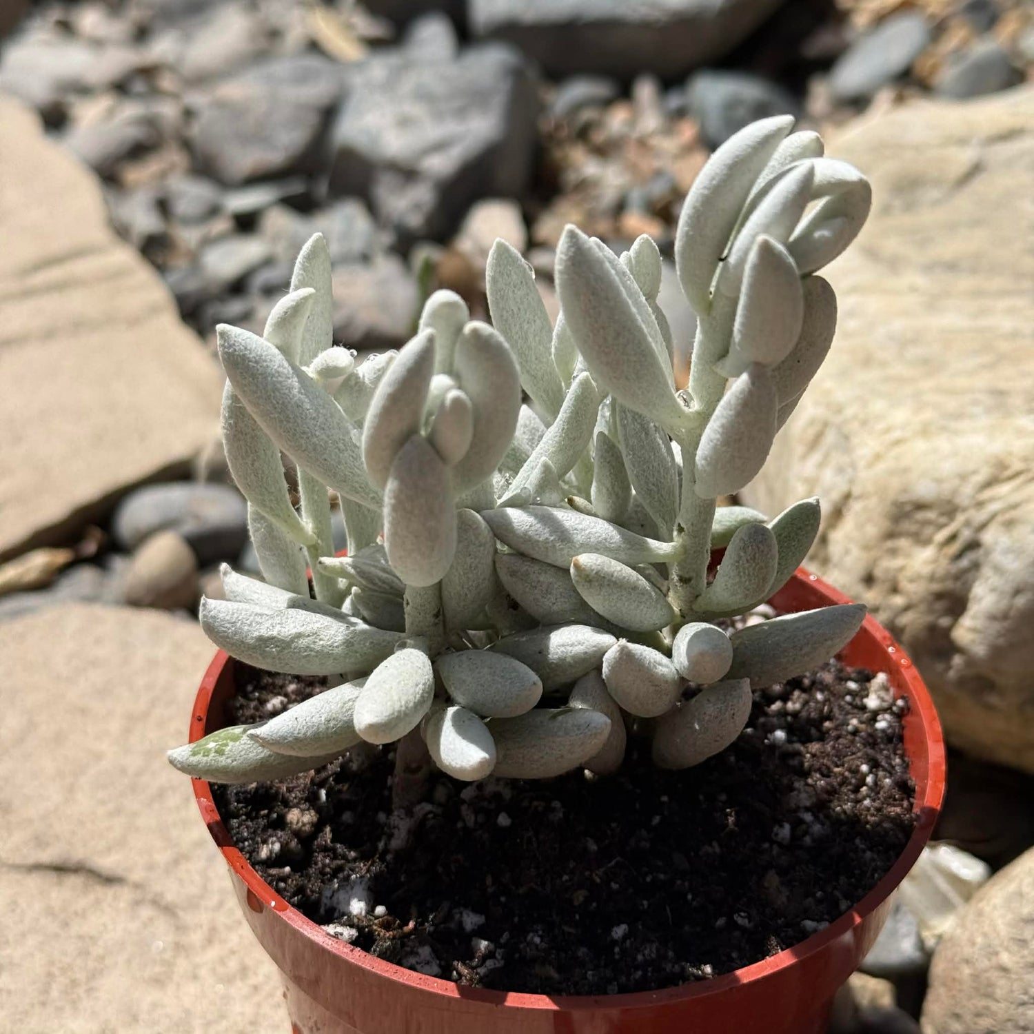 DesertScapeSucculent Succulent 4 Inch Senecio haworthii 'Cocoon Plant' 'Woolly Senecio'