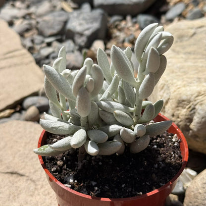 DesertScapeSucculent Succulent 4 Inch Senecio haworthii 'Cocoon Plant' 'Woolly Senecio'